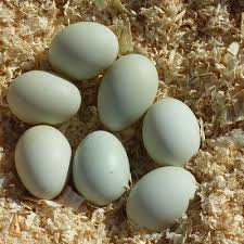 indian-runner-eggs